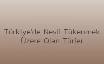 Türkiye'de Nesli Tükenmek Üzere Olan Türler